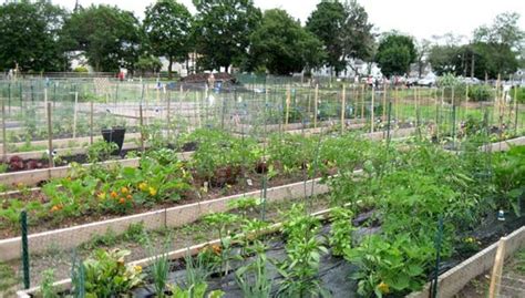 Top 20 Community Garden Ideas For Inspiration | Community gardening ...