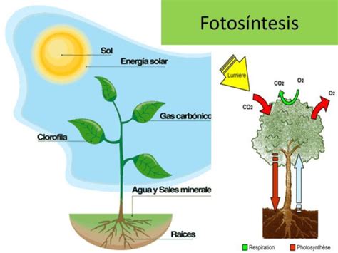 Cuál es la fase luminosa de la fotosíntesis - La fotosíntesis