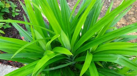 Kurotsuki: Manfaat Daun Pandan Wangi untuk Kesehatan dan kecantikan Rambut