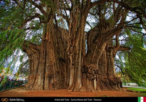 Fotos de los arboles mas hermosos y bellos del mundo