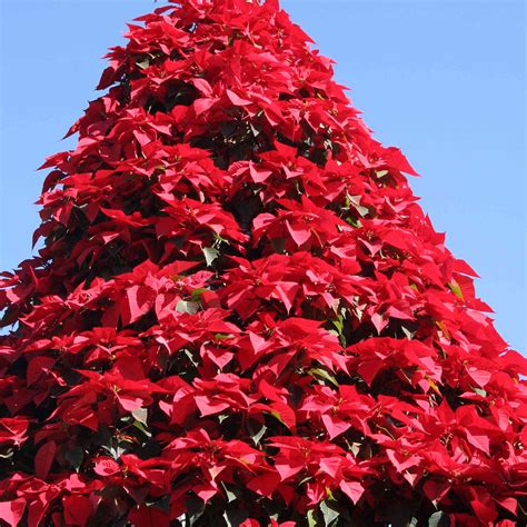 Poinsettia Growing and Display Tips