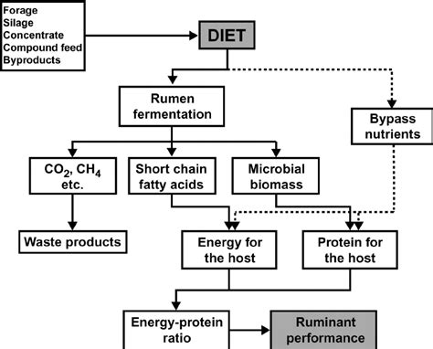 Schematic Diagram Of Cow Digestive System - Circuit Diagram