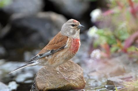 Linnet - BirdWatch Ireland