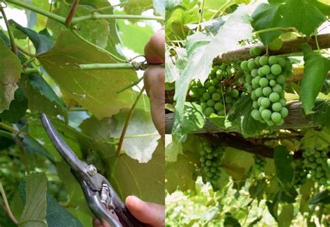 How To Summer Prune Grape Vines For A Bountiful Harvest (With Photos!)