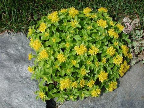 Sedum kamtschaticum | North American Rock Garden Society