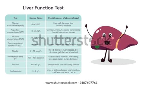 Liver Function Liver Enzymes Blood Test Stock Vector (Royalty Free ...