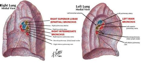 Note: superiormost structure in Rt hilum - Eparterial bronchus... In Lt. hilum it is - Left ...