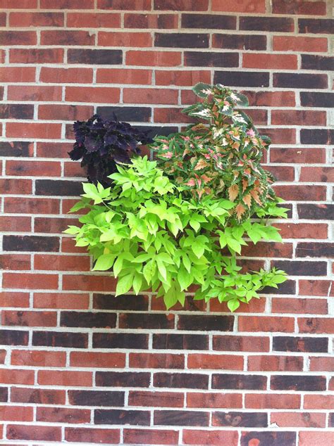 One of my half round baskets hanging on my house. Coleus and Sweet ...