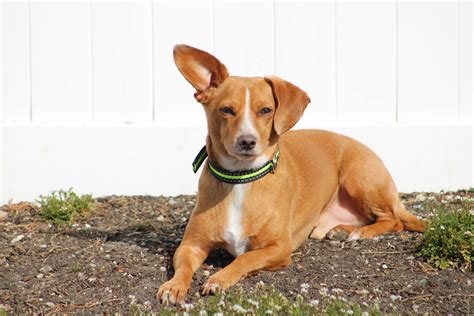 Chiweenie: Dog Breed Characteristics and Care