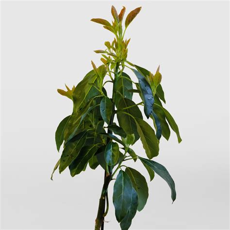 Hass Avocado Tree Gift Plant | Send a gift plant