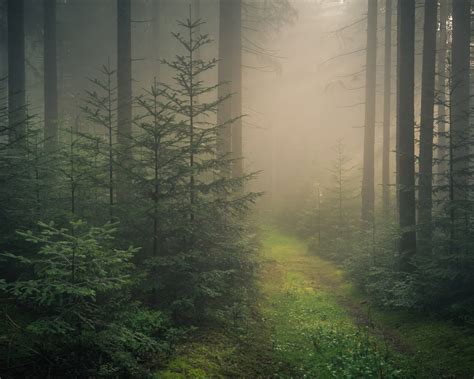 Wallpaper Baden-Wurttemberg, Black Forest, fog, Germany 2880x1800 HD ...