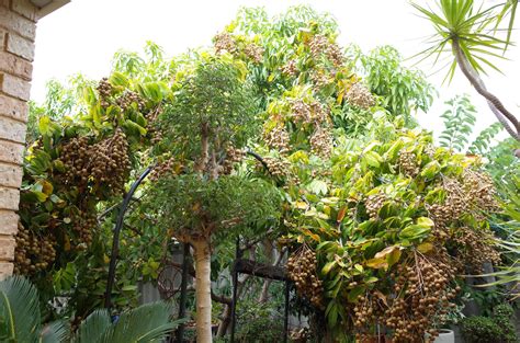 Our glorious longan tree! #gardening #garden #DIY #home #flowers #roses #nature #landscaping # ...