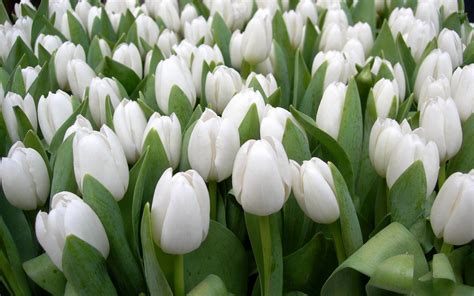 White Tulips Backgrounds, Widescreen White Tulips, #14484