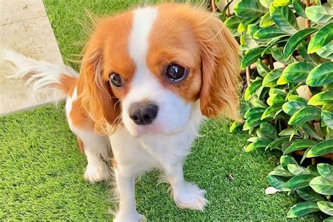 Teacup Cavalier King Charles Spaniel: The Ultimate Guide