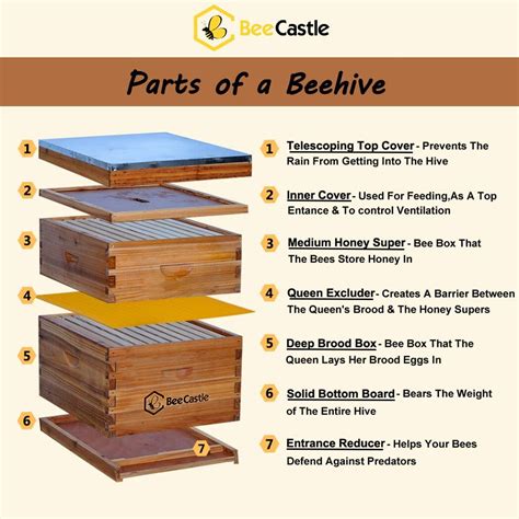 Buy 10-Frames Complete Beehive Kit, 100% Beeswax Coated Bee Hive ...