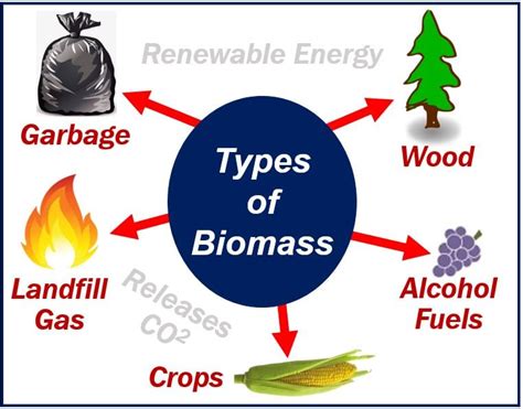 What is biomass energy? Definition and some examples