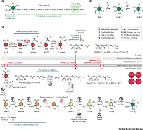 Coenzyme Q biochemistry and biosynthesis: Trends in Biochemical Sciences