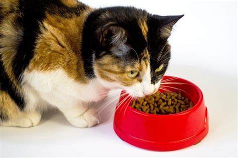 10 Best Low Phosphorus Cat Foods for Kidney Disease in 2024 - Reviews & Top Picks | Hepper