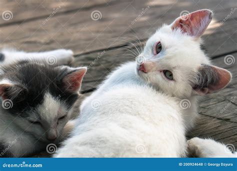 Cute White-black Kittens Sleeping Together on the Wooden Boards Outdoors Stock Photo - Image of ...