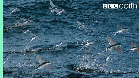 Flying Fish Picked Off From Above And Below | The Hunt | BBC Earth ...