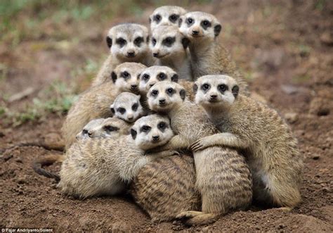 Group hug :-) | Animal hugs, Animals beautiful, Meerkat