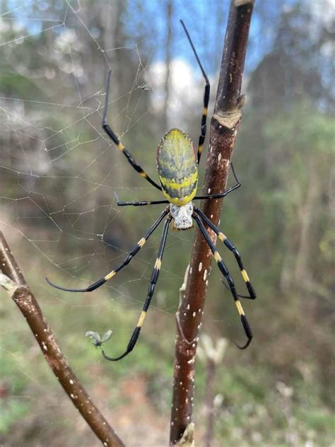 Big, flying spiders have arrived in the US. Here's where they're showing up