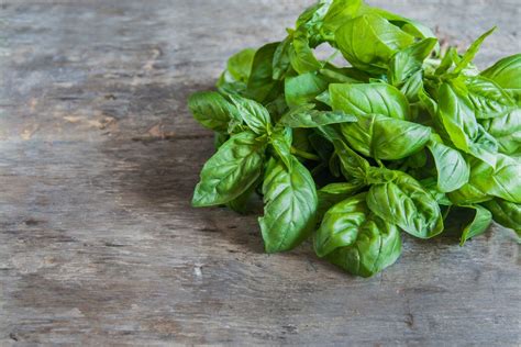 Basil Plant Care – How to Grow and Harvest Basil at Home – OBSiGeN