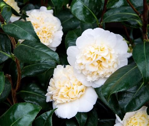 20 Different Types of Camellia Plants - Garden Lovers Club | Camellia ...