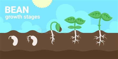 Stages of Bean Growth from Grain To Adult Plant Stock Vector ...