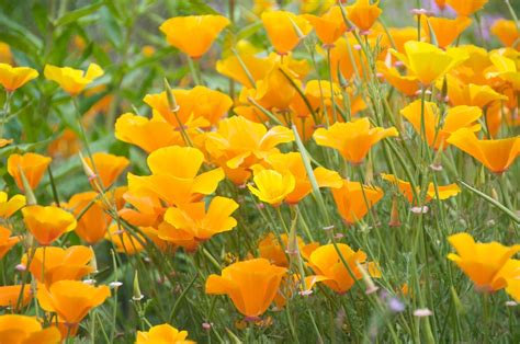 Orange Poppies 2 Free Photo Download | FreeImages