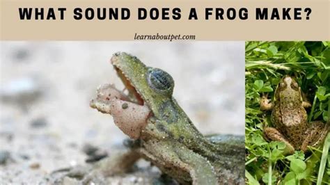 What Sound Does A Frog Make? 7 Interesting Sounds And Uses