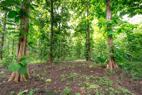 Tall Trees in the Forest · Free Stock Photo