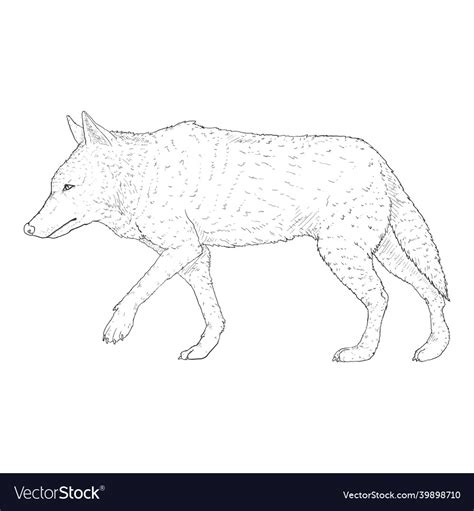 Wolf Walking Drawing