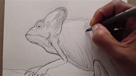 Realistic Chameleon Drawing