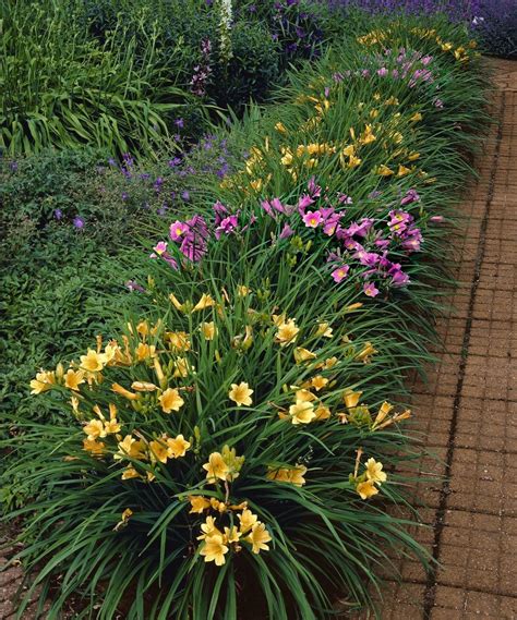 Daylily Garden Ideas | zaria-kline