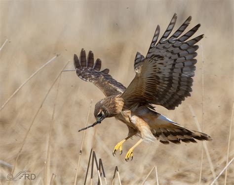 Northern Harrier with Nesting Material « Feathered Photography