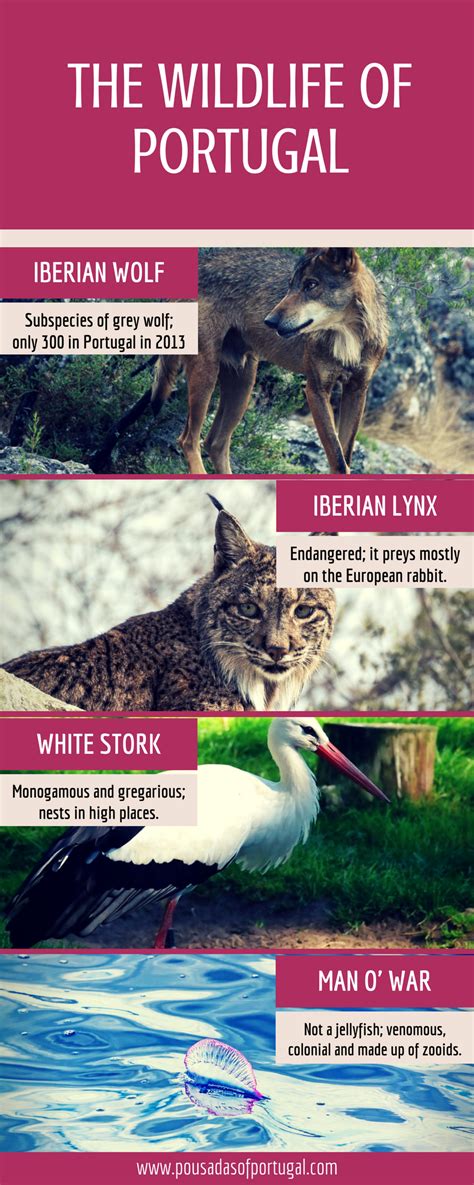 The Wildlife of Portugal (Infographic)