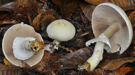 (Italiano) Agaricus silvicola: Sistematica, Etimologia, Habitat, Riconoscimento ...