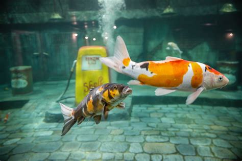 Technology of the Langenthal Aquarium