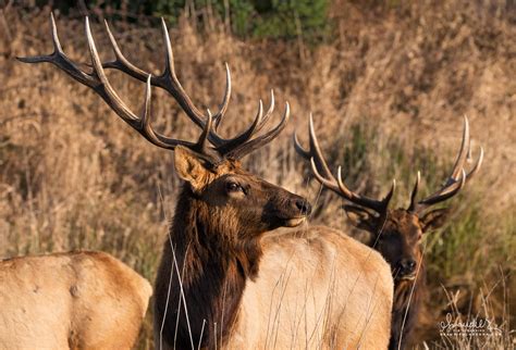 Roosevelt Elk - Oregon Coast Range - Oregon Photography