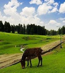 Yusmarg, Tour Packages - Golden Meadows Tour & Travels, Kashmir | ID ...