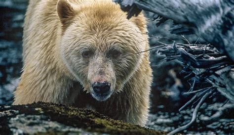 Speaking up for the spirit bears | Canadian Geographic