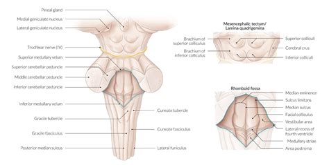 Sulcus Limitans Brainstem