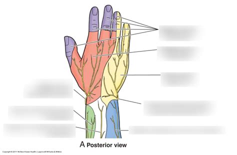 Dorsal Ulnar Cutaneous Nerve | Images and Photos finder