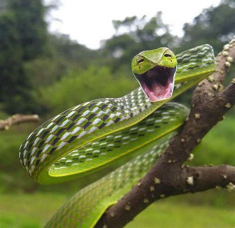 Green Vine Snake