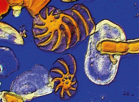 An Introduction to Foraminifera – UK Fossil Collecting