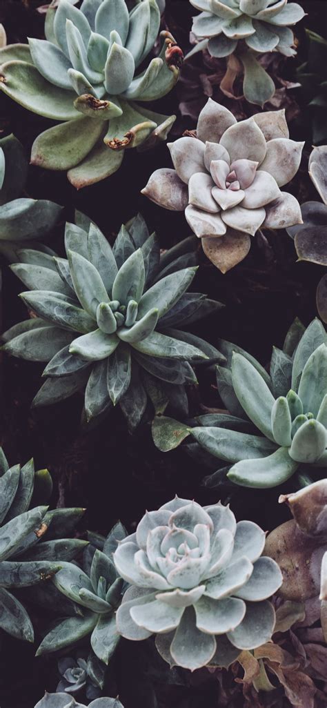 assorted color succulent plant lot iPhone X Wallpapers Free Download