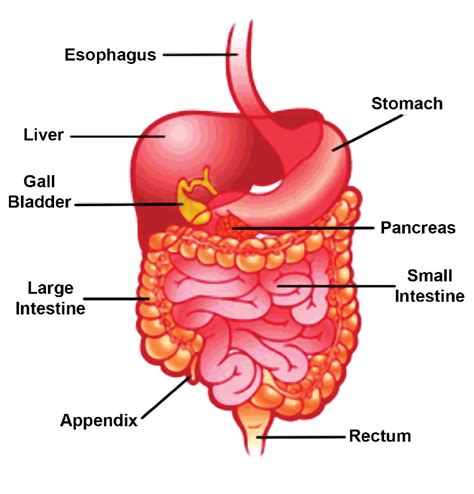 Human Digestive System