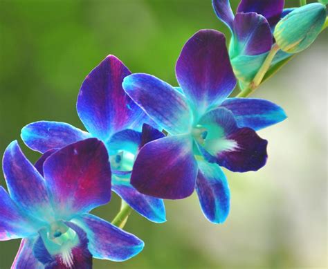 Blue And Purple Orchids Wallpaper