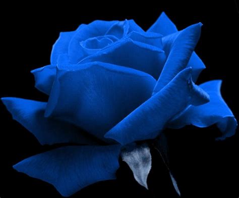 Blue Roses: Blue Roses | Blue Flowers | Blue Roses Pictures